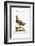 The Turn-Stone from Hudson'S-Bay, 1749-73-George Edwards-Framed Giclee Print