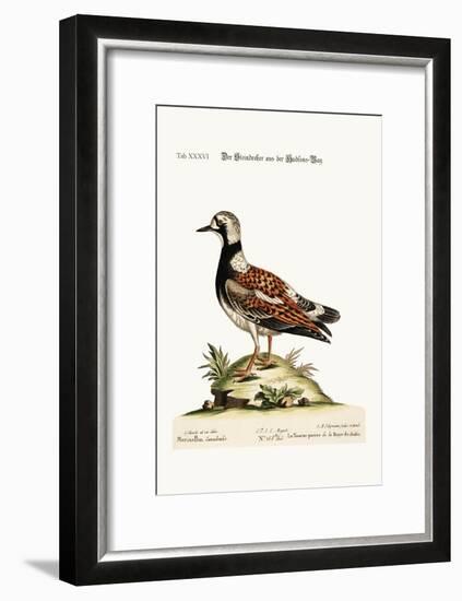 The Turn-Stone from Hudson'S-Bay, 1749-73-George Edwards-Framed Giclee Print