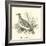 The Turtle Dove-null-Framed Giclee Print