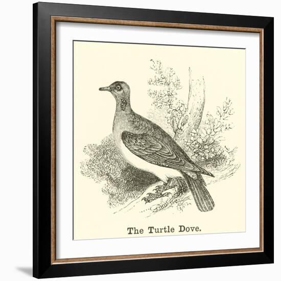 The Turtle Dove-null-Framed Giclee Print