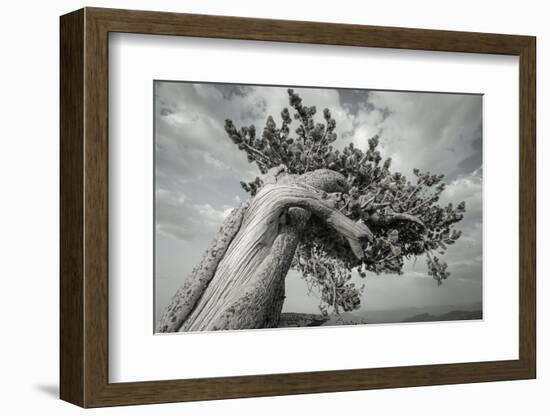 The twisting branches of the ancient bristlecone pines, Mount Evans Wilderness Area, Colorado-Maresa Pryor-Luzier-Framed Photographic Print