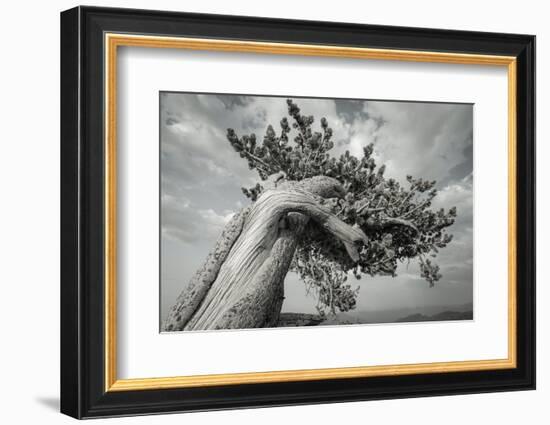 The twisting branches of the ancient bristlecone pines, Mount Evans Wilderness Area, Colorado-Maresa Pryor-Luzier-Framed Photographic Print