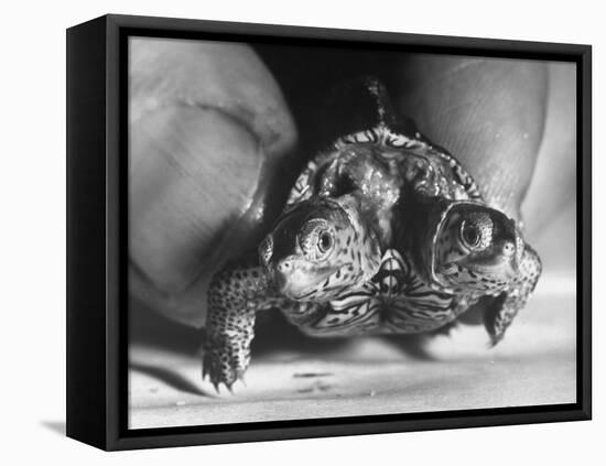 The Two Headed Turtle Named Super Diamond-Andreas Feininger-Framed Premier Image Canvas
