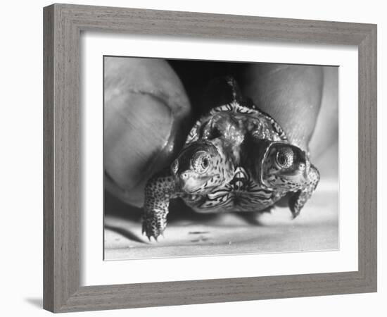 The Two Headed Turtle Named Super Diamond-Andreas Feininger-Framed Photographic Print