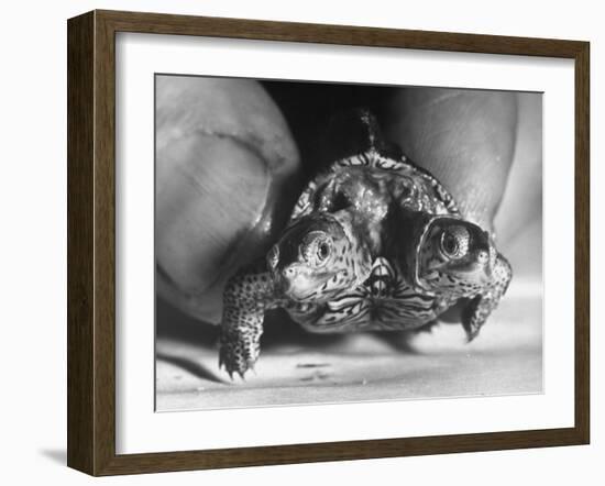 The Two Headed Turtle Named Super Diamond-Andreas Feininger-Framed Photographic Print