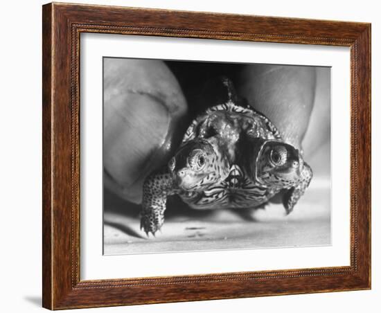 The Two Headed Turtle Named Super Diamond-Andreas Feininger-Framed Photographic Print