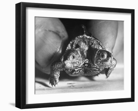The Two Headed Turtle Named Super Diamond-Andreas Feininger-Framed Photographic Print