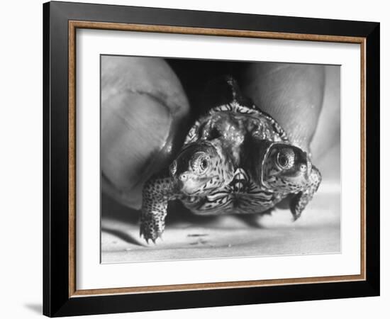 The Two Headed Turtle Named Super Diamond-Andreas Feininger-Framed Photographic Print