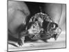 The Two Headed Turtle Named Super Diamond-Andreas Feininger-Mounted Photographic Print