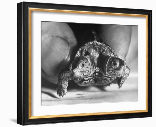 The Two Headed Turtle Named Super Diamond-Andreas Feininger-Framed Photographic Print