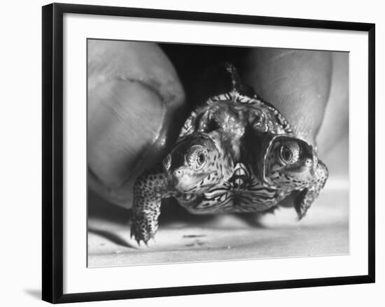The Two Headed Turtle Named Super Diamond-Andreas Feininger-Framed Photographic Print