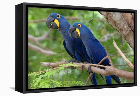 The Two Hyacinth Macaw-Howard Ruby-Framed Premier Image Canvas