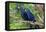 The Two Hyacinth Macaw-Howard Ruby-Framed Premier Image Canvas
