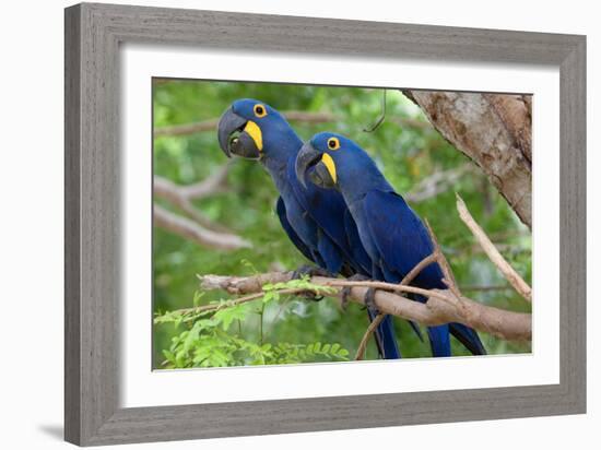 The Two Hyacinth Macaw-Howard Ruby-Framed Photographic Print