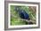 The Two Hyacinth Macaw-Howard Ruby-Framed Photographic Print