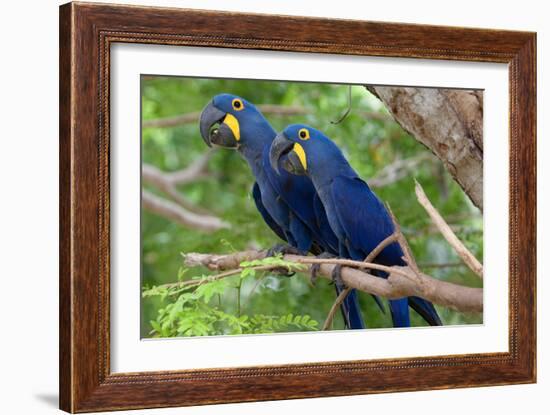 The Two Hyacinth Macaw-Howard Ruby-Framed Photographic Print