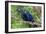 The Two Hyacinth Macaw-Howard Ruby-Framed Photographic Print