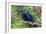 The Two Hyacinth Macaw-Howard Ruby-Framed Photographic Print