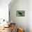 The Two Hyacinth Macaw-Howard Ruby-Mounted Photographic Print displayed on a wall