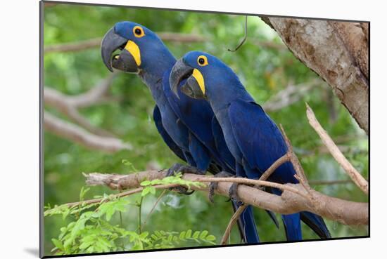 The Two Hyacinth Macaw-Howard Ruby-Mounted Photographic Print
