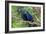 The Two Hyacinth Macaw-Howard Ruby-Framed Photographic Print