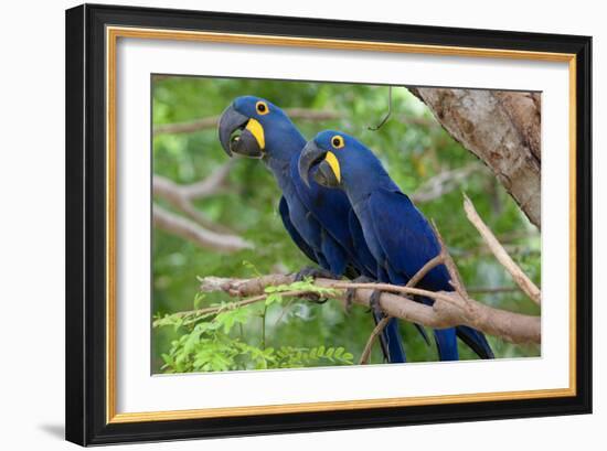 The Two Hyacinth Macaw-Howard Ruby-Framed Photographic Print