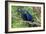 The Two Hyacinth Macaw-Howard Ruby-Framed Photographic Print