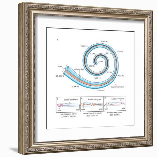 The Two Sensory Organs of Balance-Encyclopaedia Britannica-Framed Art Print