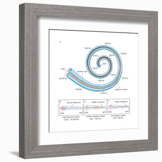 The Two Sensory Organs of Balance-Encyclopaedia Britannica-Framed Art Print