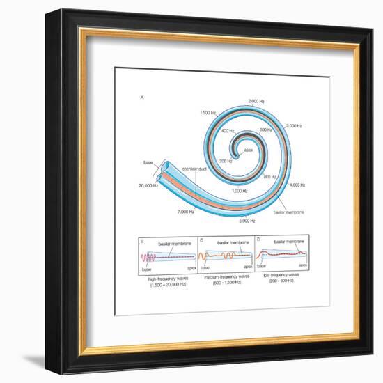 The Two Sensory Organs of Balance-Encyclopaedia Britannica-Framed Art Print