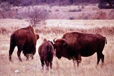 Buffalo In Meadow On Bell Ranch, 11/1972-The U.S. National Archives-Premium Giclee Print
