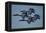 The U.S. Navy Flight Demonstration Squadron, the Blue Angels-null-Framed Premier Image Canvas