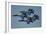 The U.S. Navy Flight Demonstration Squadron, the Blue Angels-null-Framed Photographic Print