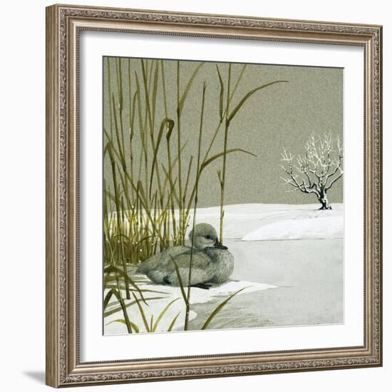 The Ugly Duckling-null-Framed Giclee Print