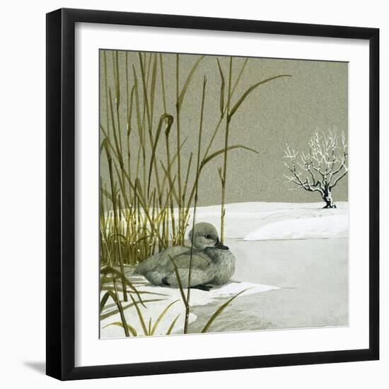 The Ugly Duckling-null-Framed Giclee Print