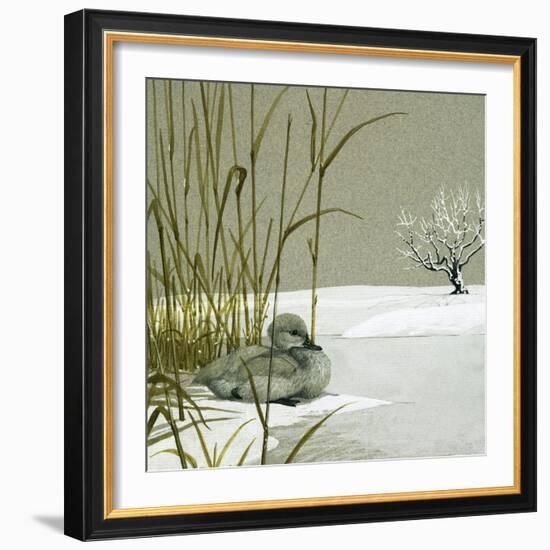 The Ugly Duckling-null-Framed Giclee Print