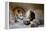 The Underground of the Flavian Amphitheater, Pozzuoli, Naples-Carlo Morucchio-Framed Premier Image Canvas