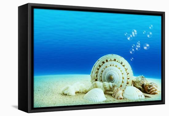 The Underwater World,Seashells with Underwater Background.-Liang Zhang-Framed Premier Image Canvas