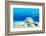 The Underwater World,Seashells with Underwater Background.-Liang Zhang-Framed Photographic Print