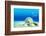 The Underwater World,Seashells with Underwater Background.-Liang Zhang-Framed Photographic Print