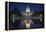 The US Capitol and Reflecting Pool.-Jon Hicks-Framed Premier Image Canvas