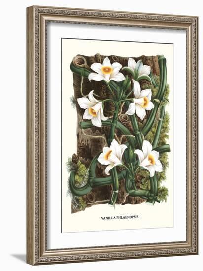 The Vanilla Orchid-Louis Van Houtte-Framed Art Print