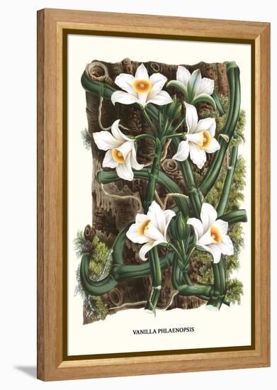 The Vanilla Orchid-Louis Van Houtte-Framed Stretched Canvas