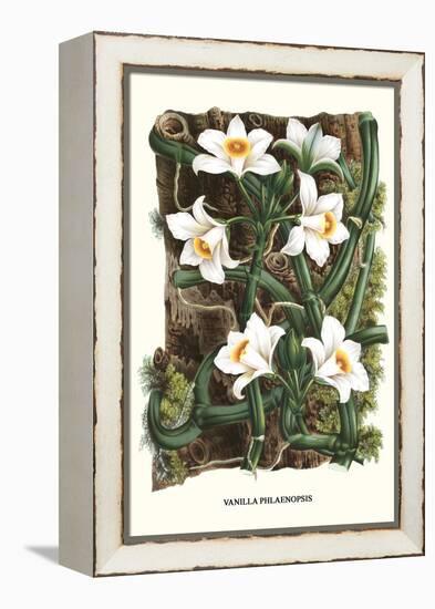 The Vanilla Orchid-Louis Van Houtte-Framed Stretched Canvas