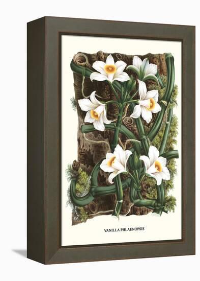 The Vanilla Orchid-Louis Van Houtte-Framed Stretched Canvas