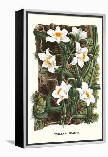 The Vanilla Orchid-Louis Van Houtte-Framed Stretched Canvas