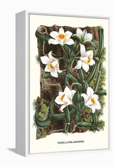 The Vanilla Orchid-Louis Van Houtte-Framed Stretched Canvas