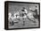 The Varsity Rugby Match 1932-null-Framed Premier Image Canvas