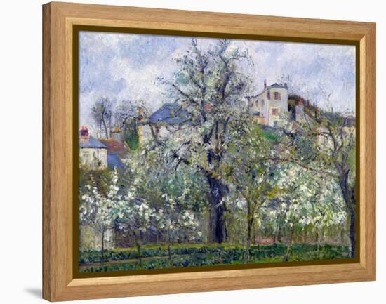 The Vegetable Garden with Trees in Blossom, Spring, Pontoise, 1877-Camille Pissarro-Framed Premier Image Canvas