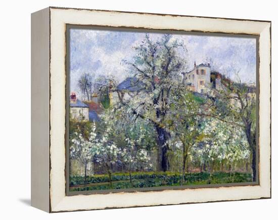 The Vegetable Garden with Trees in Blossom, Spring, Pontoise, 1877-Camille Pissarro-Framed Premier Image Canvas